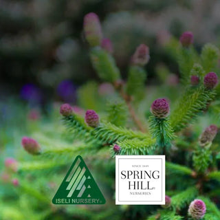 Explore Iseli Nursery Plants
