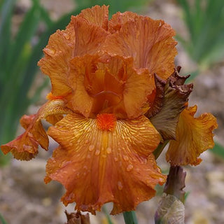 Hermes Bearded Iris