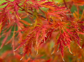 Japanese Maples