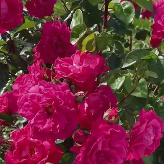 Party Hardy™ Shrub Rose 8