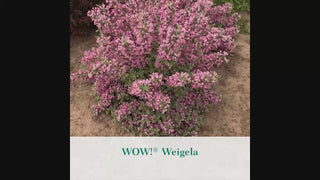 WOW!® Weigela 2