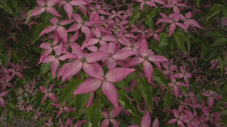 Scarlet Fire® Dogwood Tree 2