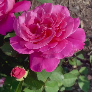 Pink Peace Hybrid Tea Rose 2