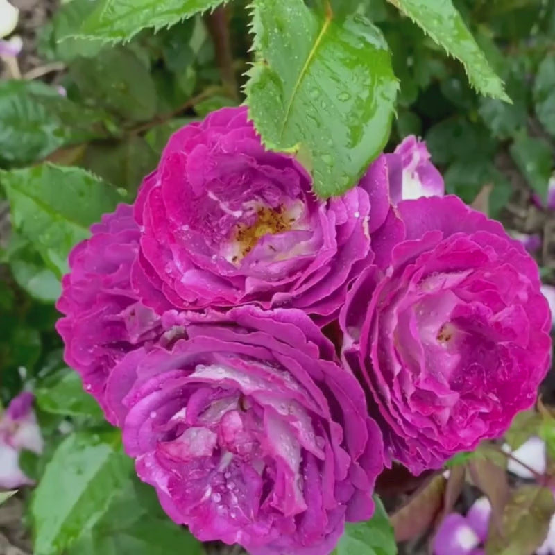 Cosmic Clouds Shrub Rose