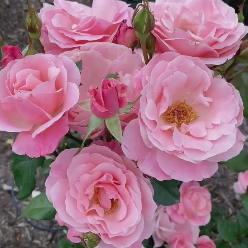 Queen Elizabeth Grandiflora Rose - Shop Roses | Spring Hill