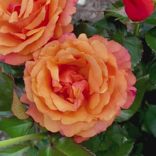 Anna's Promise Grandiflora Rose 5