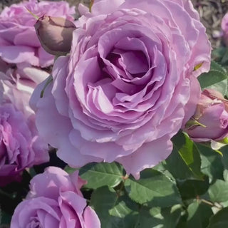 Love Song Floribunda Rose 3