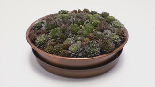 Succulent Planter with Saucer 2