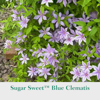 Clematis Sugar Sweet™ Blue 4