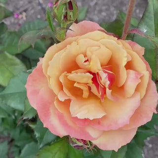 About Face® Grandiflora Rose 7