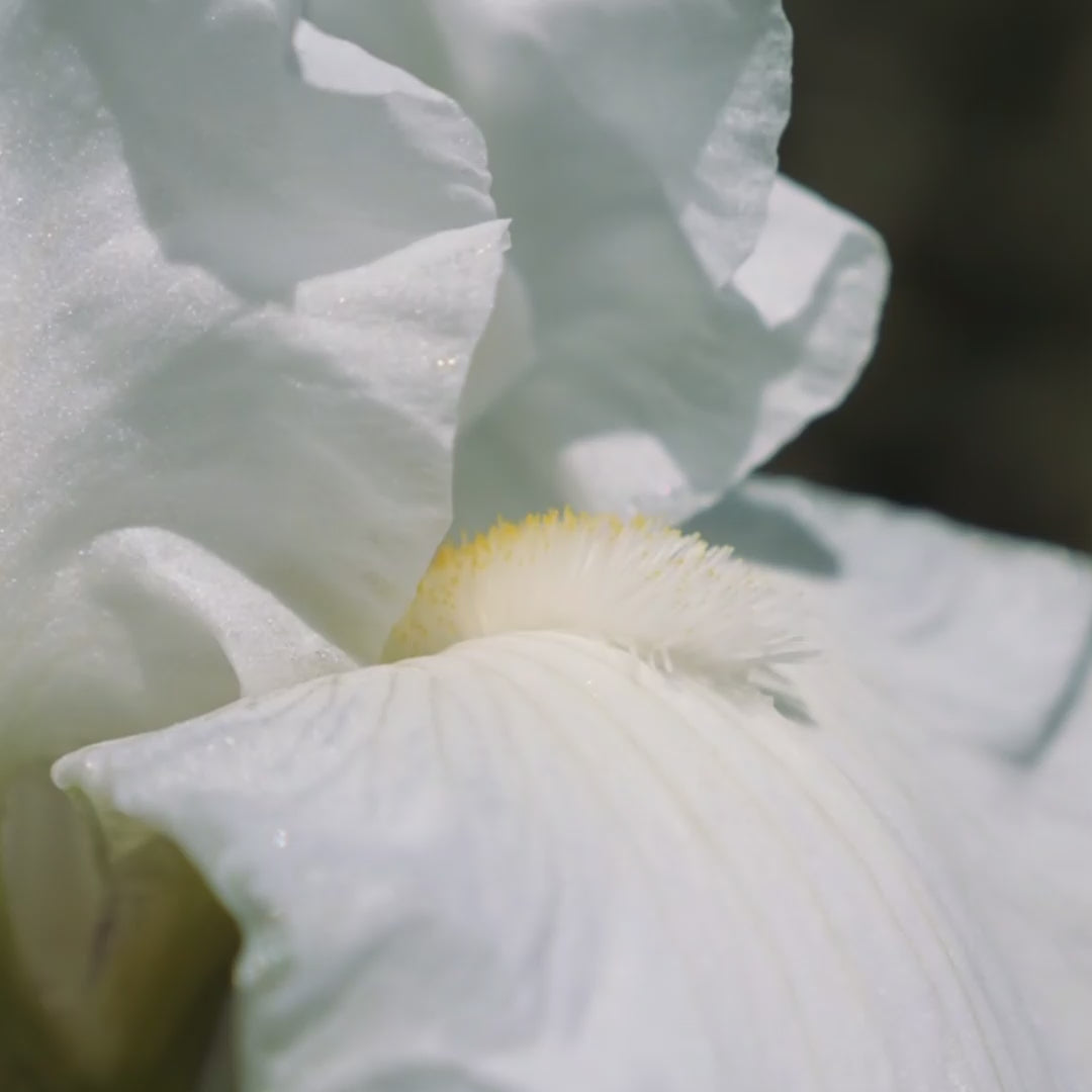 Spring Hill Nurseries Immortality Bearded Iris - Thumbnail 3