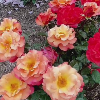 Colorific™ Floribunda Rose 4