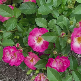 Cupid's Kisses® Climbing Patio  Rose 2