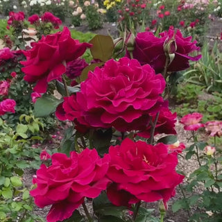 Mister Lincoln Hybrid Tea Rose 5