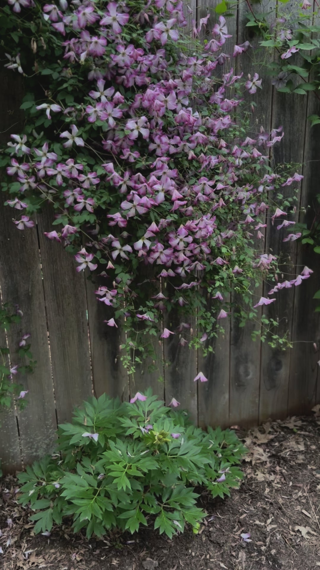 Clematis I Am™ Lady Q