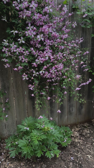 Clematis I Am™ Lady Q 2