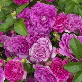 Sultry Night™ Shrub Rose 5