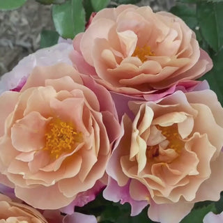 Distant Drums Floribunda Rose 4