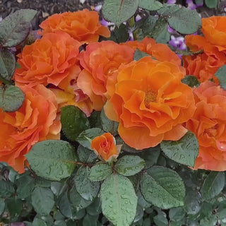Vavoom™ Floribunda Rose 2