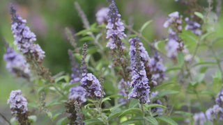 Blue Ribbon Butterfly Bush 3