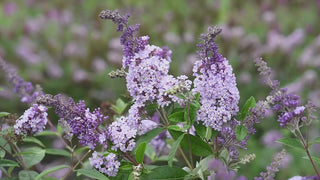 Summer of Love Butterfly Bush 2