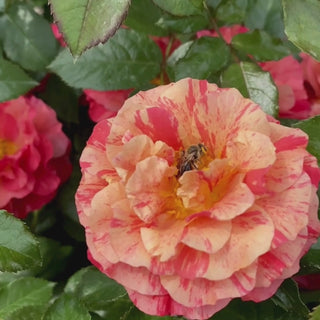 Frida Kahlo® Floribunda Rose 5