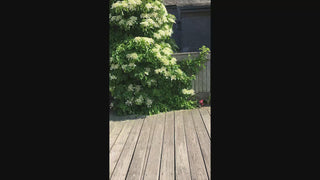 Climbing Hydrangea 2