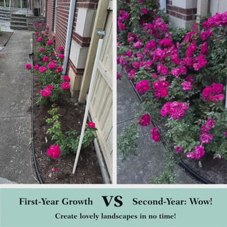 Party Hardy™ Shrub Rose 5