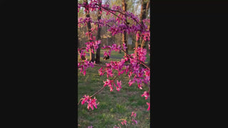 Zig Zag® Redbud 2