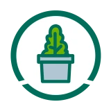 Slow-growing options ideal for containers and small gardens.