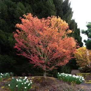 Specimen Trees
